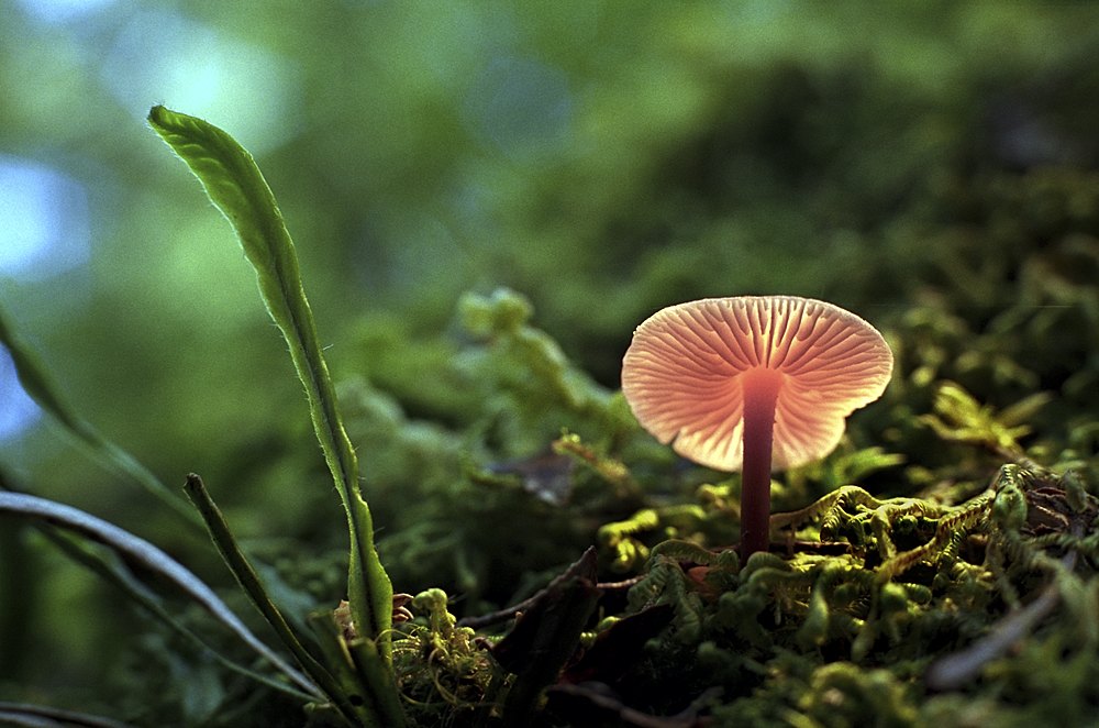 Mushroom and leaf :: Savage River, Tarkine Wilderness, Tas