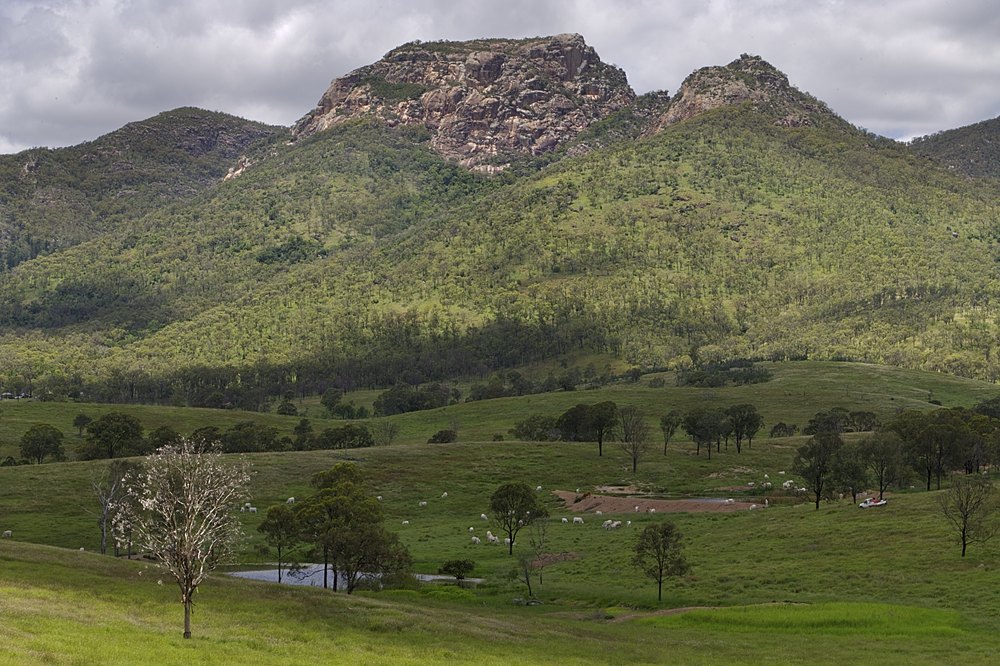 Farmer and cows :: Mt Walsh, QLD